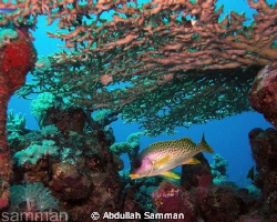 Sweet lips fish by Abdullah Samman 
